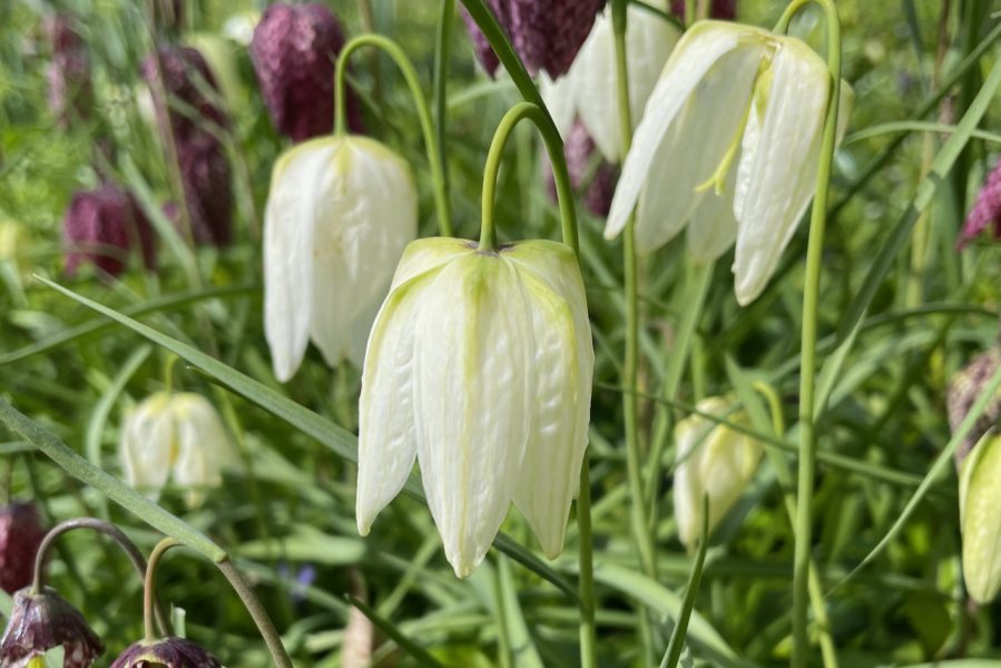 The Holt fritillary